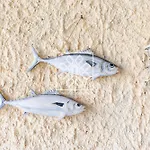 L'oasi Blu Appartamento Stintino